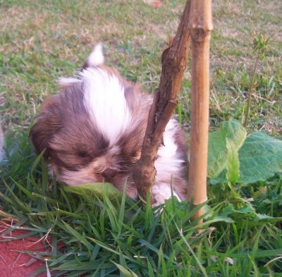 shih-tzu menor porte 3.5kg branco e chocolate SP 11-2279-7645