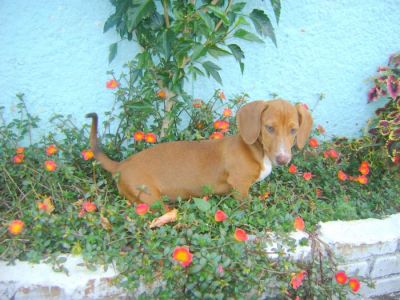 DACHSHUND / COFAP / TECKEL / SALSICHA