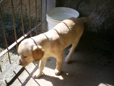 ESTOU VENDENDO TODOS OS MEUS LABRADORES