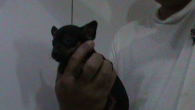 PINCHER MICRO EM 10X SEM JUROS NO CARTÃO