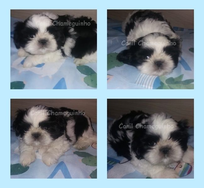 Shih Tzu Machinhos
