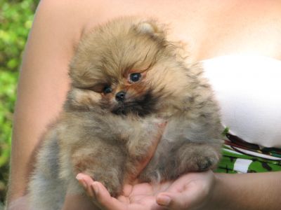 SPITZ ALEMÃO - CANIL FLOR DO TIJUCO - VENDA DE FILHOTES