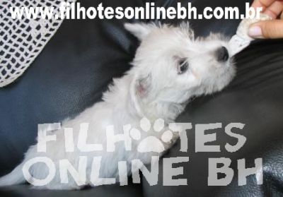 westie - Canil Filhotes On Line BH
