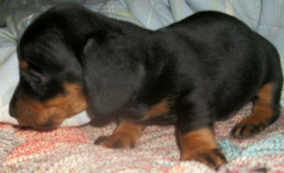 Filhotes a venda de dachshund anão Teckel Basset Cofap