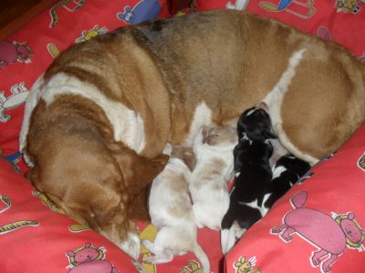 Vendo lindos filhotes de basset hound , shih tzu e pug