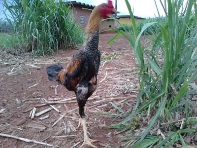 FRANGOS ÍNDIO GIGANTE-LONDRINA-PARANÁ-BRASIL.