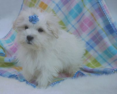  feminino maltease adorável cachorrinho para adopção.