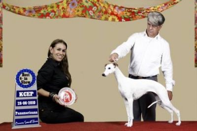 Whippet, Linhagem de campeões, filhotes tigrados e azuis R$1.500