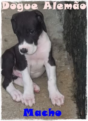 Dogue Alemão  Filhote  Macho Mantado  o último  50 dias 
