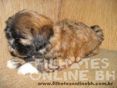 Lhasa Apso - Canil Filhotes On Line BH