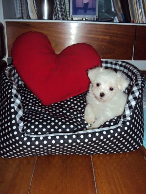 MALTÊS VENDA DE FILHOTES SOMENTE COM PEDIGREE