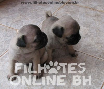 Pug - Canil Filhotes On Line BH 