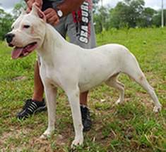 Dogos Argentinos linhagem de campeões mundiais de beleza. R$1.500