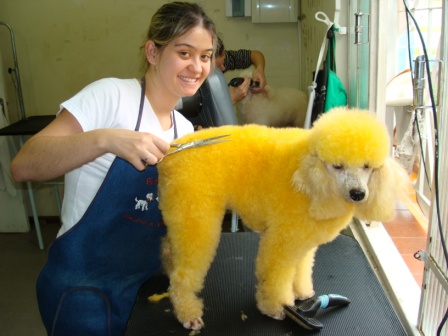 Curso Técnico de Banho e Tosa em Curitiba - Paraná