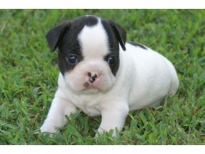 TERRENO CHÁCARA - 90.000,00