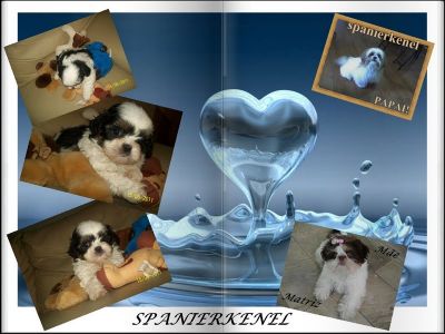 shih-tzu menor porte 3.5kg o verdadeiro SP 11-2279-7645