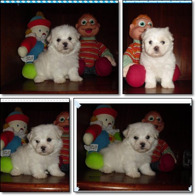 Shih-Tzu - Lhasa Apso - Poodle - Maltês