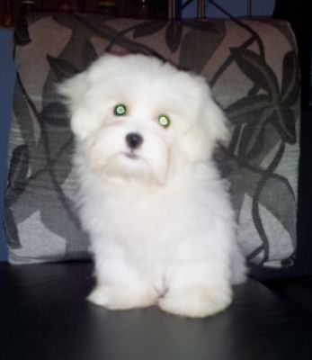 Maltês - Promoção dia das Crianças