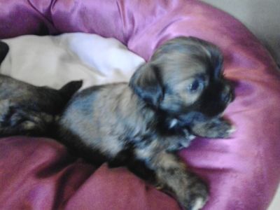 Filhotes de Shitzu com Yorkshire