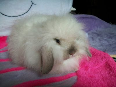 Mini Coelhos F & J...