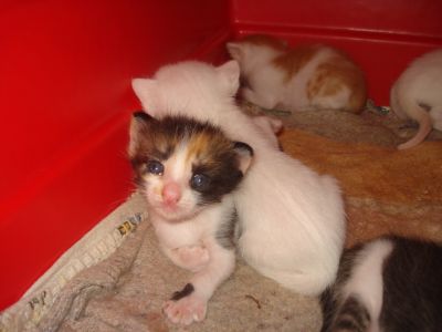 DOA-SE GATINHOS URGENTE