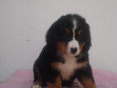 LINDOS FILHOTES DE BOIADEIRO BERNESE