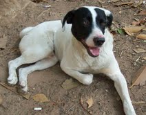 Cão macho para adoção