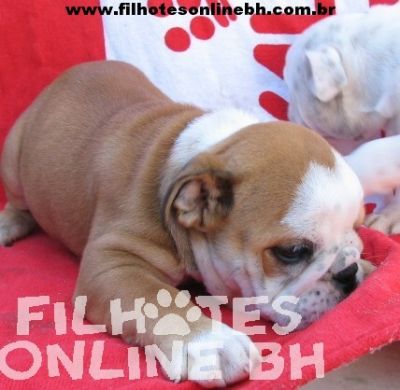 Bulldog Inglês