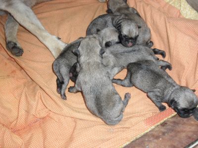 Vendo lindos filhotes de basset hound , shih tzu e pug