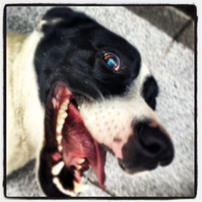 Doação de cão macho