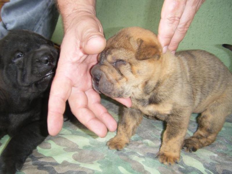 SharPei Filhotes de Sharpei