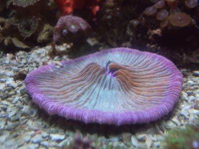 Vende-se peixes e corais 