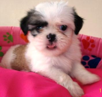 Porto Alegre, vende, shih tzu,macho, fêmea,