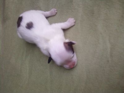 LHASA APSO machos lindissimos