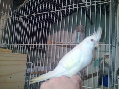 Calopsitas filhotes e casais formados