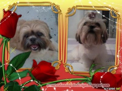 VENDA DE FILHOTES DE SHIH TZU E LHASA APSO