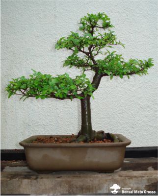 poda de arvores/jardinagem/paisagismo/limpeza de terrenoscortede grama