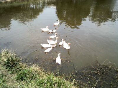 Gansos Baratos - Pra acabar