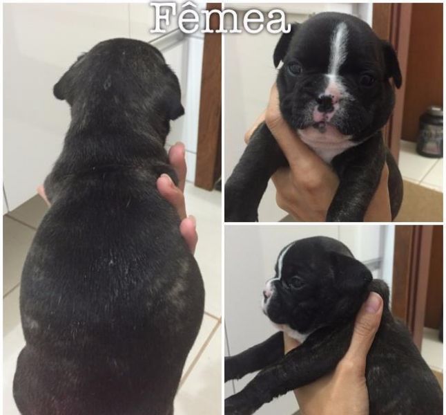 Filhotes bulldog francês akc
