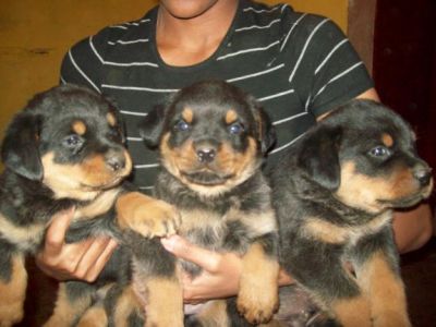 Canil BHZ Diversas raças