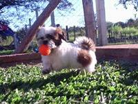 Lindos filhotes de shint-zu R$1.200