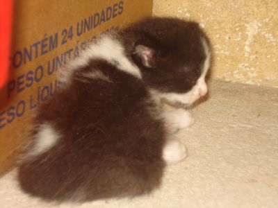 DOA-SE GATINHOS URGENTE