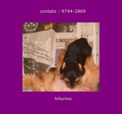 filhotes de yorkshire com pedigree