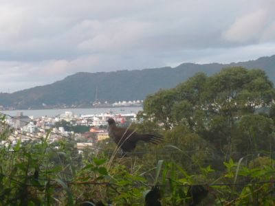 Vendo 3 Casas em pequeno Sitio