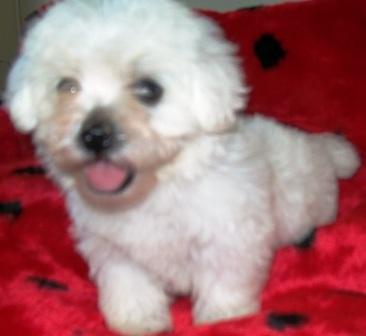 Pet Shop, venda, cachorro, raça, Maltes, Porto Alegre,