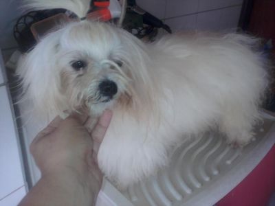 TEMOS FILHOTES DE SHIH TZU E PADREADORES DE MALTES,  YORK MICRO