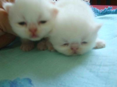 Filhotes Gatos Persa