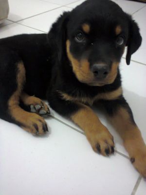 Vendo uma Rottewiler de 2 meses de pais puros !