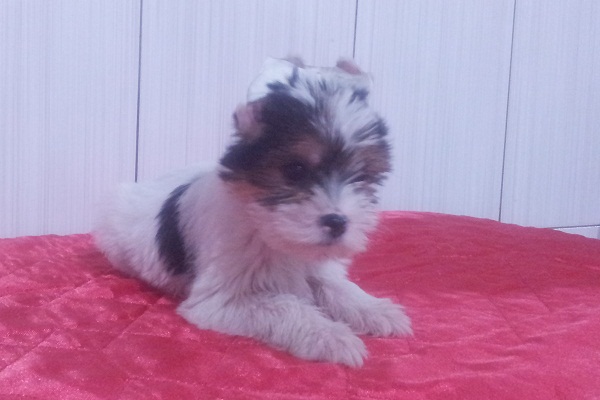 Filhote de Biewer Yorkshire Terrier