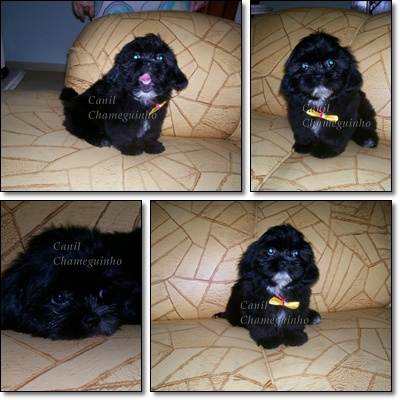 Poodle - Lhasa Apso - Shih-Tzu - Yorkshire